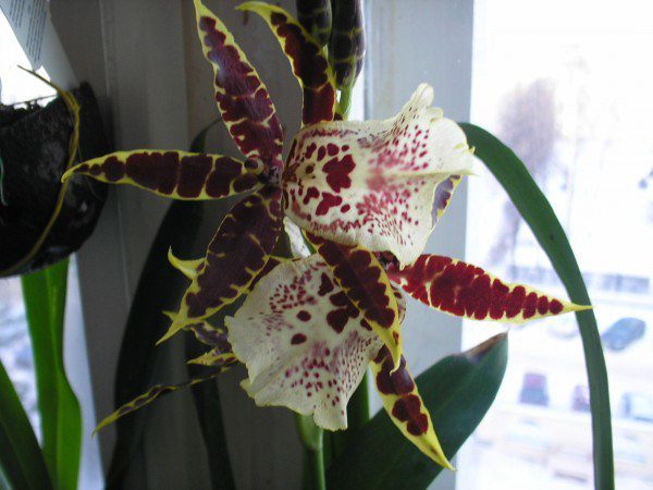 Орхидея Камбрия на окне