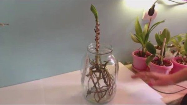 Размножение орхидеи Ванда детками