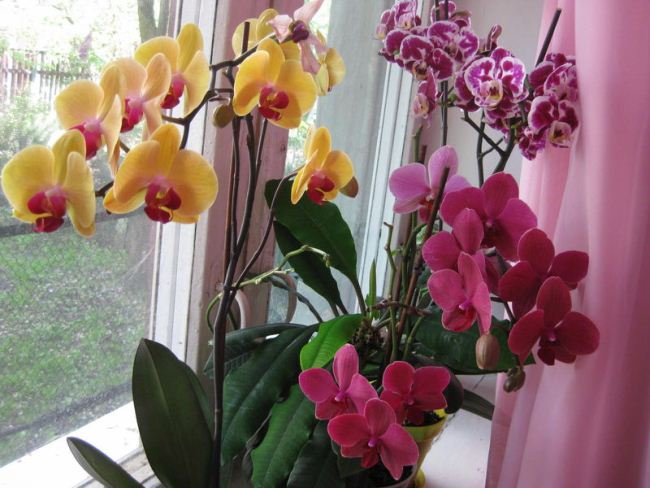 Выращивание комнатных орхидеи