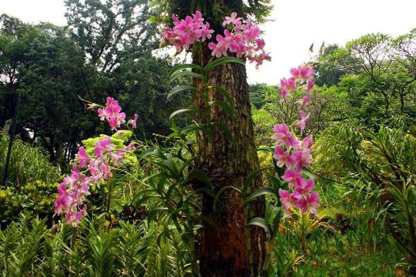 Розовая орхидея на дереве в лесу