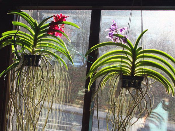 Выращивание орхидеи Ванда в подвесной корзине