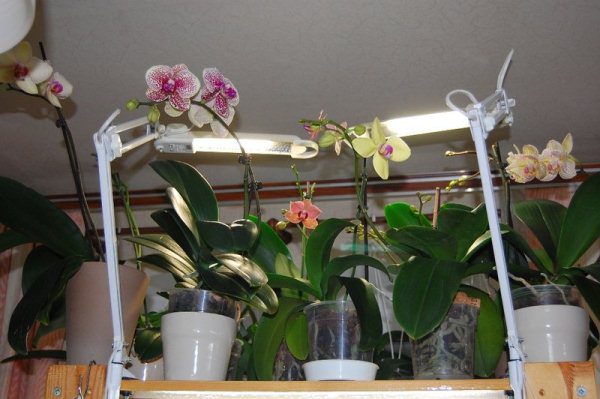 Искусственное освещение орхидей в горшке на подоконнике 