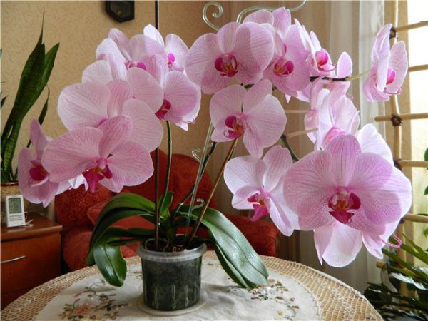 Цветущая орхидея на столе в период карантина