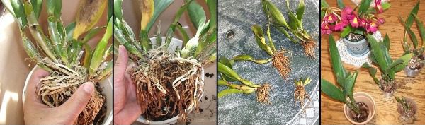 Процесс размножения орхидеи Каттлея способом деления