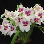 Описание орхидеи Мильтония, уход в домашних условиях