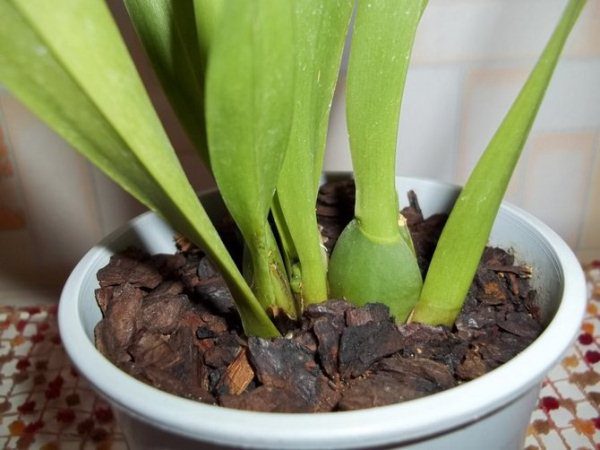 Размножение орхидеи Мильтония псевдобульбами