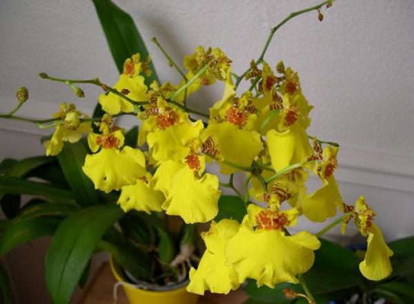 Цветки орхидеи Онцидиум