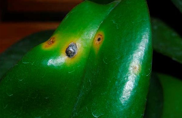 Орхидея Каттлея поражена инфекционным заболеванием