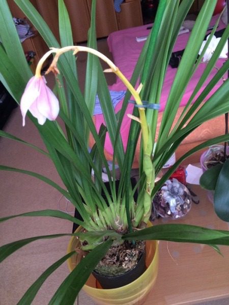 Опадание бутонов орхидеи Цимбидиум