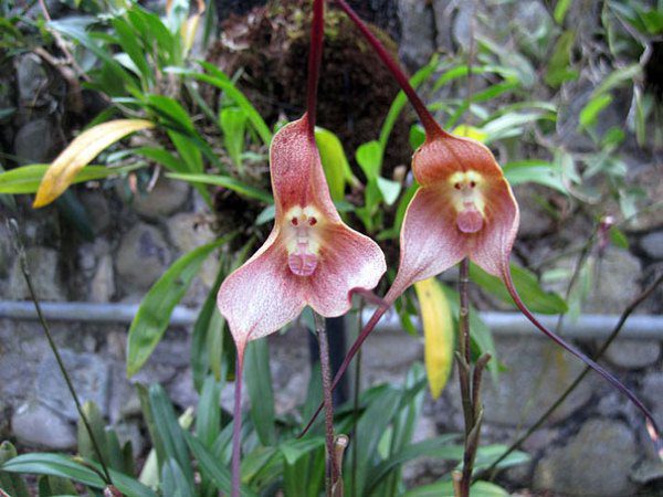 Обезьянья орхидея или орхидея Дракула