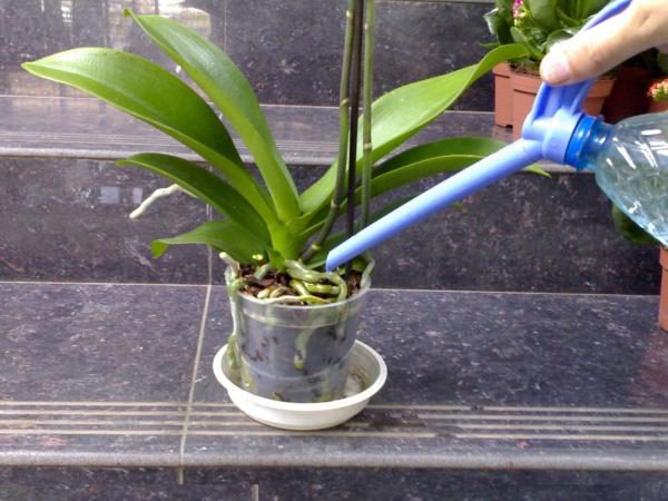Поливать орхидею Цимбидиум следует мягкой водой