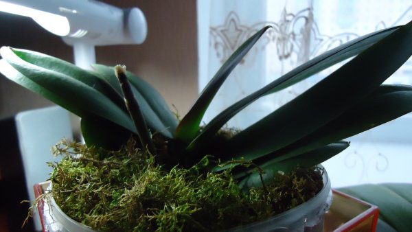 Для сохранения влаги в вазон с орхидеей Дракула кладут мох Сфагнум