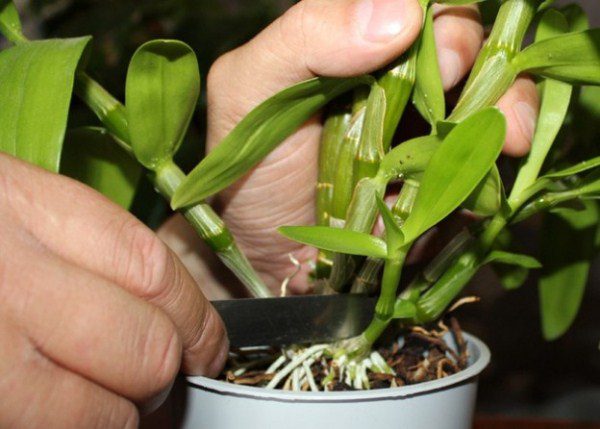 Орхидея Дракула размножается делением материнского куста