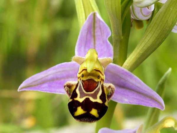 Необычный цветок орхидеи Дракула