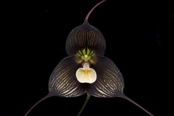 Для орхидеи Дракула приемлема тень или полутень