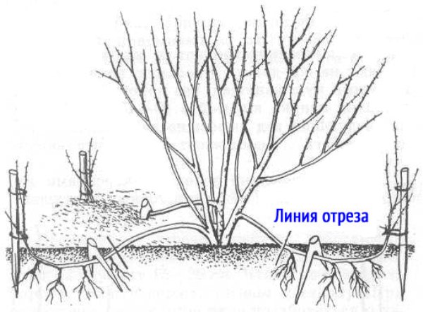 Схема размножения Спиреи отводками
