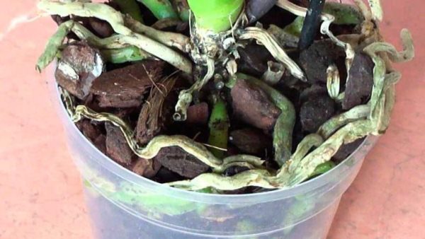 Сухие и коричневые корни орхидеи Фаленопсис свидетельствуют о недостаточном поливе