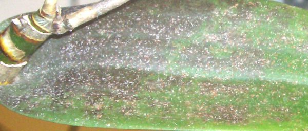 На листке Дендробиума трипсы