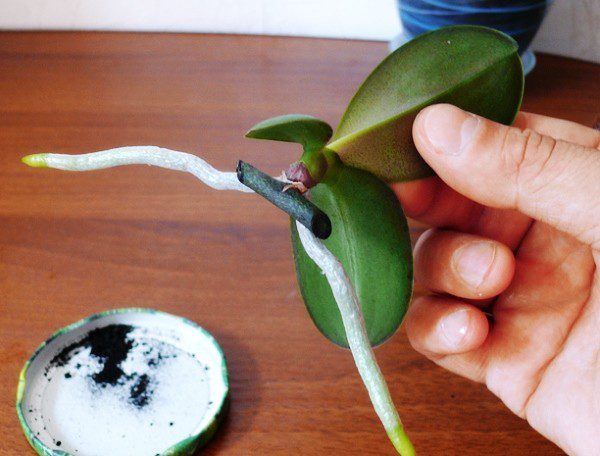 Детка орхидеи Фаленопсис
