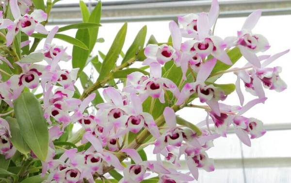 Орхидею Дендробиум следует защищать от прямых солнечных лучей