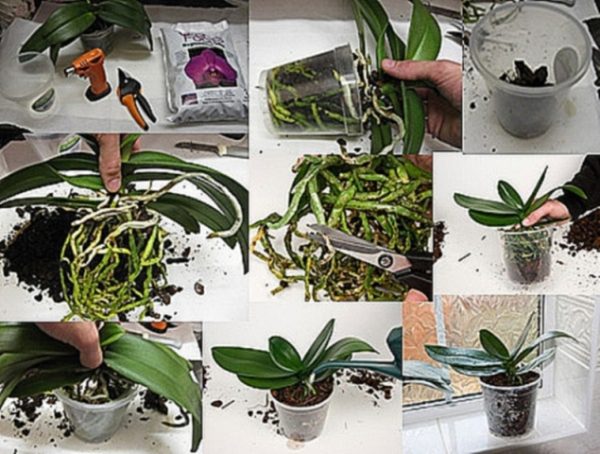 Пошаговая инструкция по пересадке орхидеи Фаленопсис