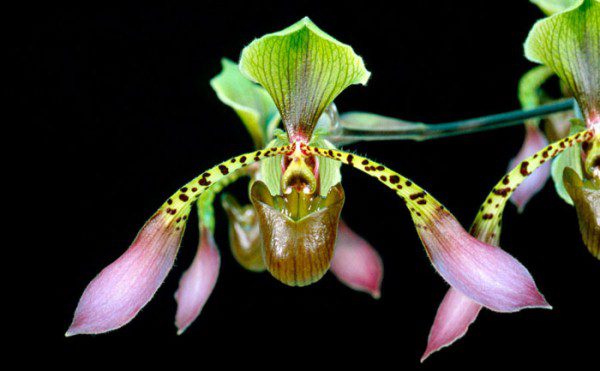 Орхидея Пафиопедилум (Paphiopedilum) или Венерин башмачек