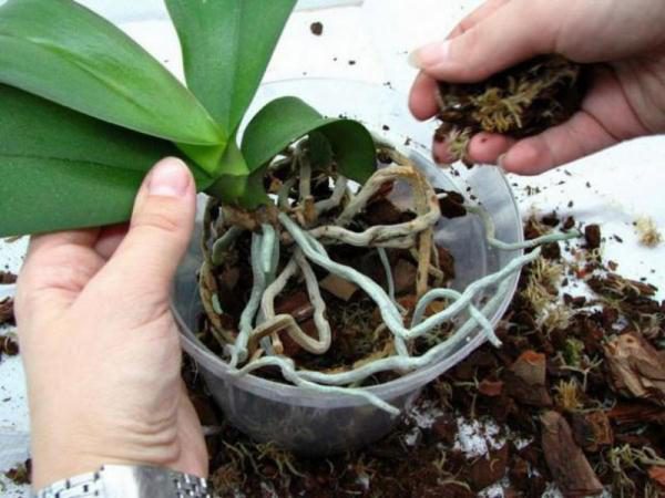 Пересадка орхидеи Пафиопедилум