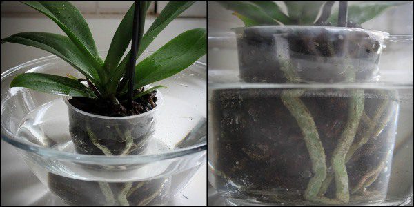 Орхидею Пафиопедилум поливают методом погружения в воду