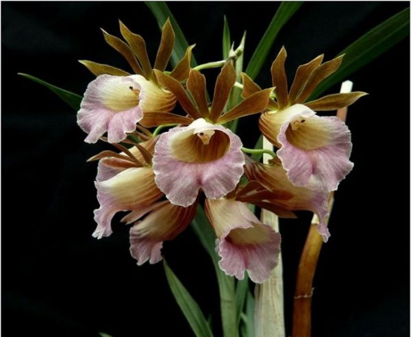 Орхидея Галеандра 