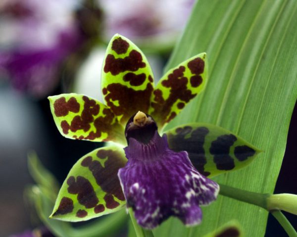Орхидея Зигопеталум 