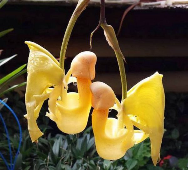 Орхидея Кориантес   