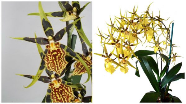 Орхидея Брассия имеет два вида окраса цветов