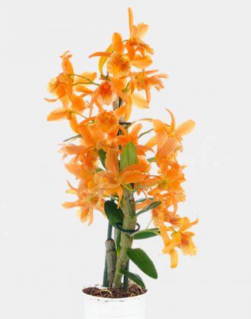 Лучшие сорта орхидей: посадка и уход