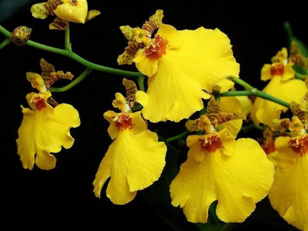 Орхидея Онцидиум 