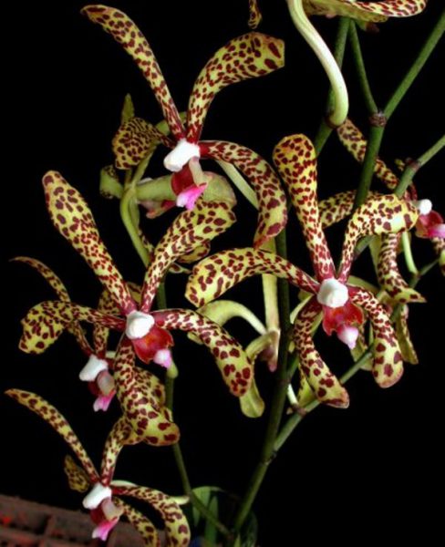 Орхидея Арахнис  