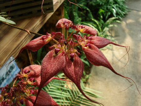 Лучшие сорта орхидей: посадка и уход