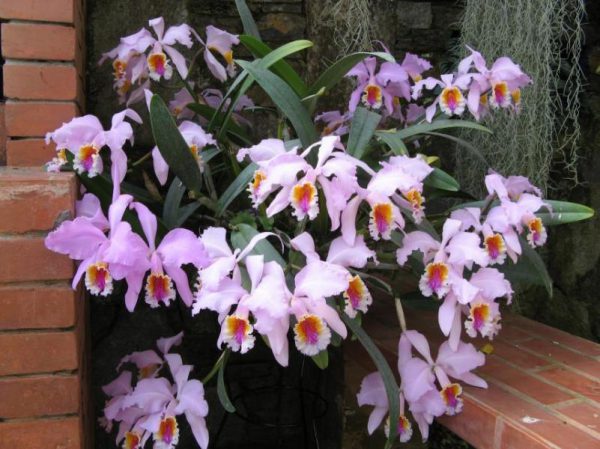 Орхидея Каттлея 