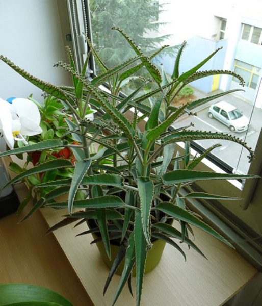 Идеальное расположение растения - на восточных и западных окнах 