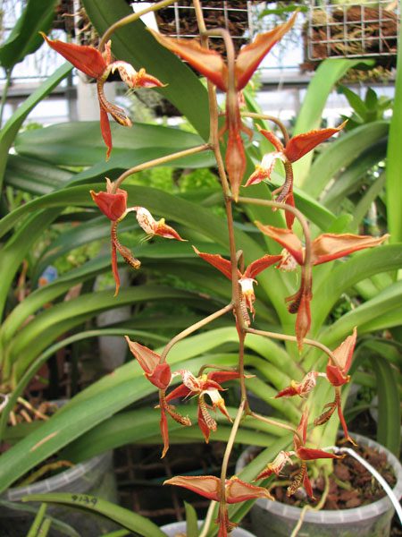 Орхидея Гонгора  