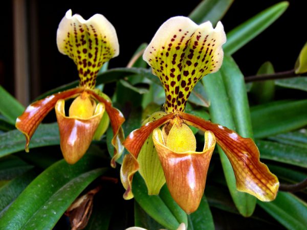 Орхидея Пафиопедилум 