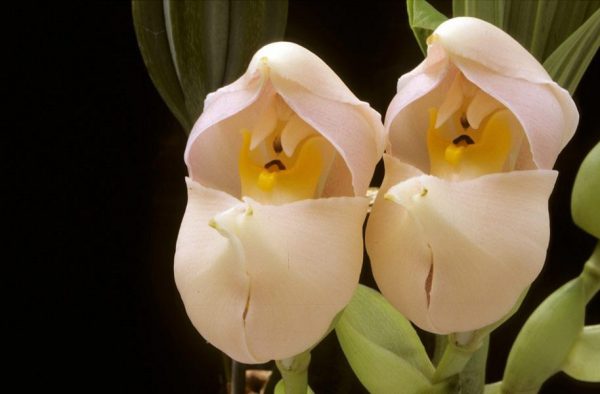Орхидея Ангулоа 