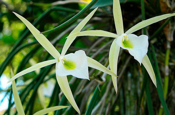 Орхидея Брассавола 