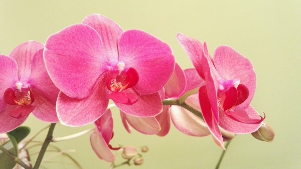 Орхидеи разновидности фото и названия