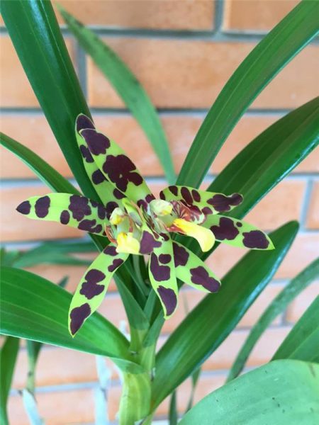 Орхидея Анзеллия 