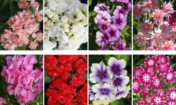 Разнообразие цветов флокса Друммонда