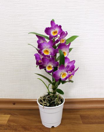 Виды и сорта орхидей выращиваемых в домашних условиях