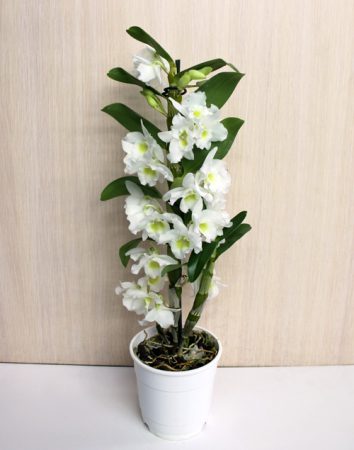 Какие виды орхидей выращивают в домашних условиях?