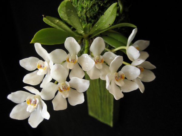 Орхидея Саркохилус 