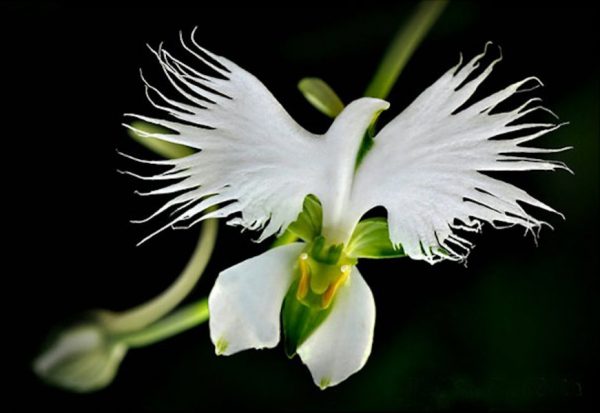 Орхидея Хабенария Радиата          