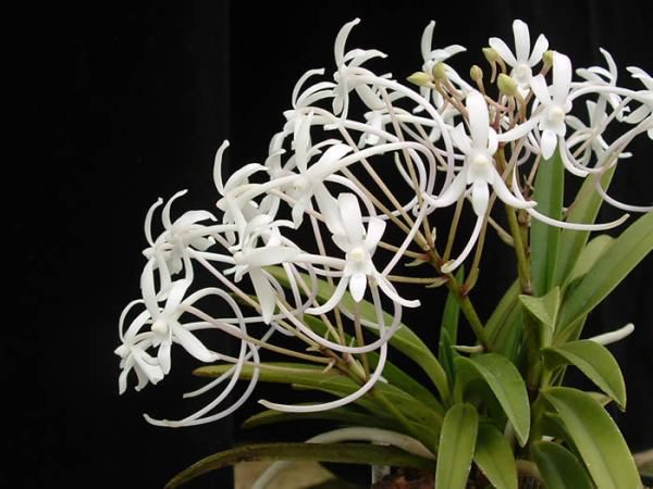 Орхидея Неофинетия      